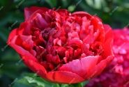 Paeonia hybride Christmas Velvet 3/5