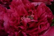 Paeonia hybride Belgravia 3/5