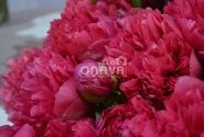 Paeonia hybride Belgravia 3/5
