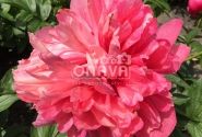 Paeonia hybride Belgravia 3/5