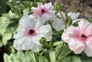 Ranunculus asiaticus Butterfly Ariadne