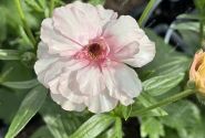 Ranunculus asiaticus Butterfly Ariadne