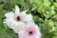 Ranunculus asiaticus Butterfly Ariadne