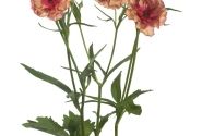Ranunculus asiaticus Butterfly Musa