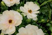 Ranunculus asiaticus Butterfly Keramos