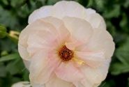 Ranunculus asiaticus Butterfly Keramos