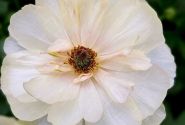 Ranunculus asiaticus Butterfly Keramos
