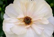 Ranunculus asiaticus Butterfly Keramos