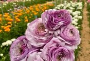 Ranunculus asiaticus Romance Gascogne