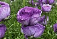Ranunculus asiaticus Romance Gascogne