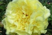 Paeonia intersectional Duchesse de Lorraine 5/+
