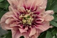 Paeonia intersectional Caroline Constabel 3/5