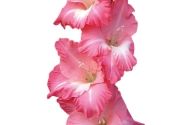 Gladiolus Big Business