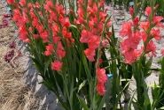 Gladiolus Big Business