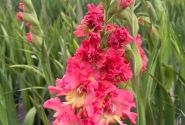 Gladiolus Mango Muse
