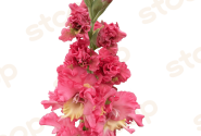 Gladiolus Mango Muse