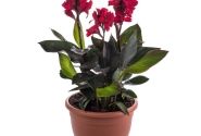 Canna indica Cannova Scarlet Bronze Leaf