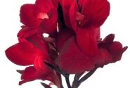 Canna indica Cannova Scarlet Bronze Leaf