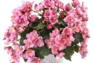 Begonia Bk Collection Glory Pink