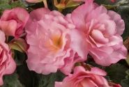 Begonia Bk Collection Glory Pink