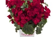 Begonia Bk Collection Vermillion Red