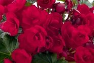 Begonia Bk Collection Vermillion Red
