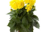 Dahlia pinnata Dahlietta Select Julia