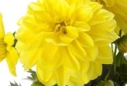 Dahlia pinnata Dahlietta Select Julia