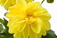 Dahlia pinnata Dahlietta Select Margareth