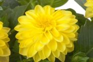 Dahlia pinnata Labella Piccolo Yellow