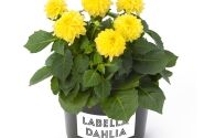 Dahlia pinnata Labella Piccolo Yellow