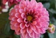 Dahlia pinnata Labella Piccolo Rose