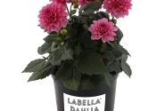 Dahlia pinnata Labella Piccolo Rose