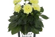 Dahlia pinnata Labella Piccolo Lemon