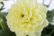 Dahlia pinnata Labella Piccolo Lemon