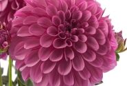 Dahlia pinnata Labella Grande Dark Pink
