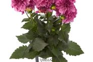 Dahlia pinnata Labella Grande Dark Pink