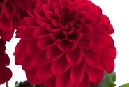 Dahlia pinnata Labella Grande Red