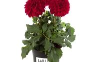 Dahlia pinnata Labella Grande Red