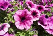 Petunia atkinsiana Tea Magenta Vein