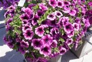 Petunia atkinsiana Tea Magenta Vein