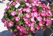 Petunia atkinsiana Tea Rose Morn