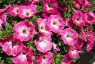 Petunia atkinsiana Tea Rose Morn