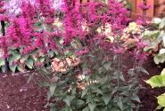Agastache aurantiace Morello