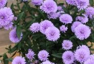 Aster novi-belgii  Mystery Lady Andrea