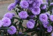 Aster novi-belgii Mystery Lady Kate