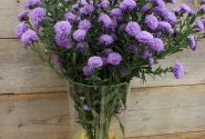 Aster novi-belgii Mystery Lady Kate