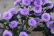 Aster novi-belgii Mystery Lady Kate