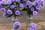 Aster novi-belgii Mystery Lady Kate