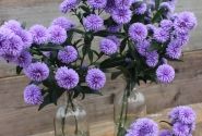 Aster novi-belgii Mystery Lady Kate